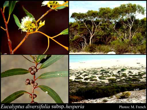 Photograph of Eucalyptus diversifolia subsp. hesperia I.J.Wright & Ladiges