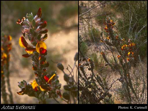 Photograph of Aotus tietkensii F.Muell.