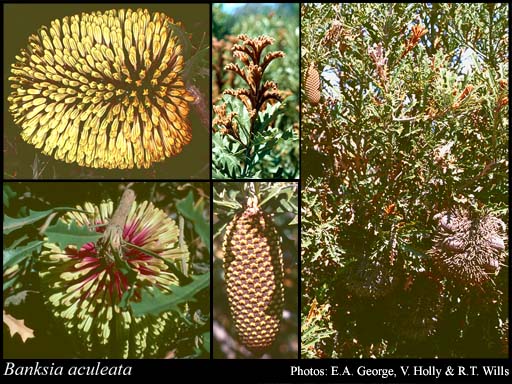 Photograph of Banksia aculeata A.S.George