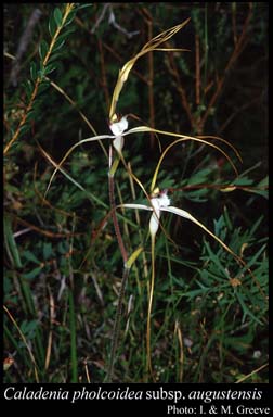 Photograph of Caladenia pholcoidea subsp. augustensis Hopper & A.P.Br.