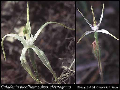 Photograph of Caladenia bicalliata subsp. cleistogama Hopper & A.P.Br.