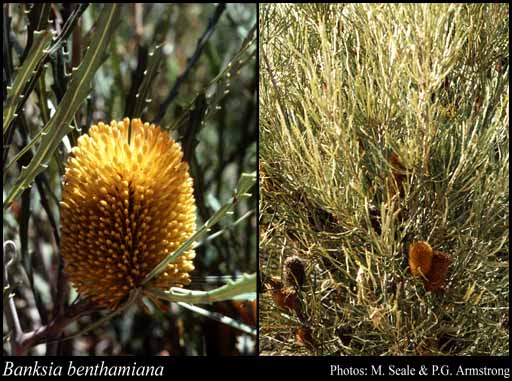 Photograph of Banksia benthamiana C.A.Gardner