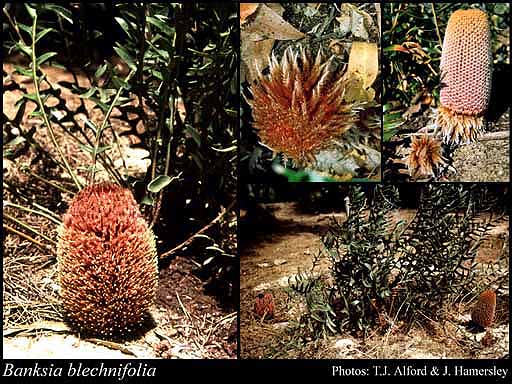 Photograph of Banksia blechnifolia F.Muell.