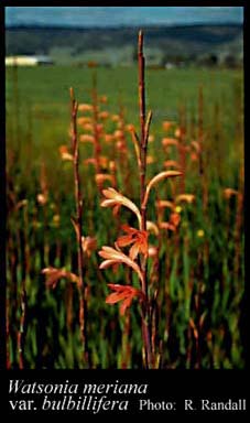 Photograph of Watsonia meriana var. bulbillifera (J.Mathews & L.Bolus) D.A.Cooke