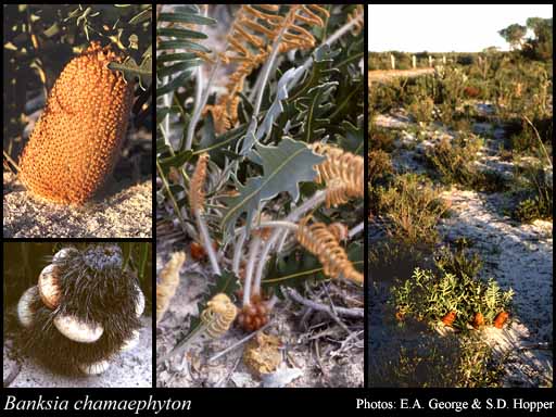 Photograph of Banksia chamaephyton A.S.George
