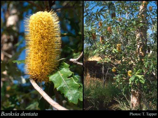 Photograph of Banksia dentata L.f.