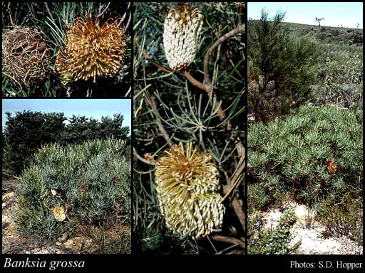 Photograph of Banksia grossa A.S.George