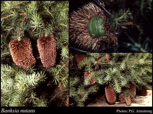 Photograph of Banksia nutans R.Br.