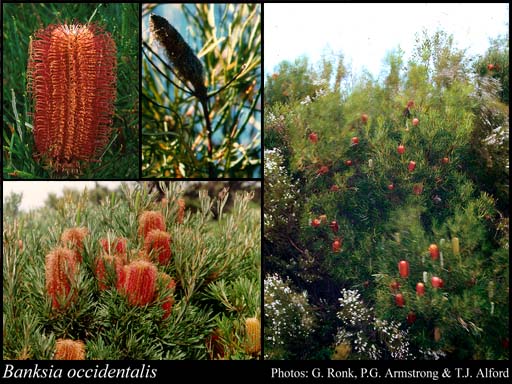 Photograph of Banksia occidentalis R.Br.
