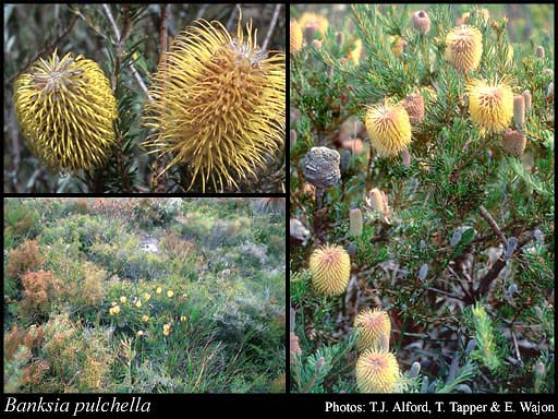 Photograph of Banksia pulchella R.Br.