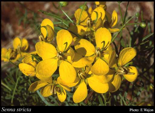 Photograph of Senna stricta (Randell) Randell