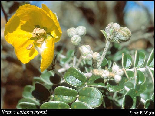 Photograph of Senna cuthbertsonii (F.Muell.) Randell