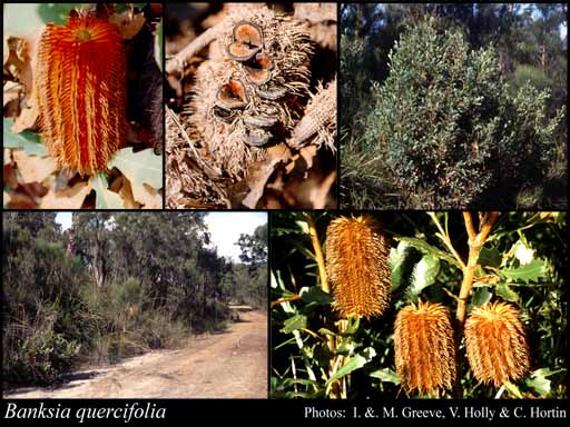 Photograph of Banksia quercifolia R.Br.