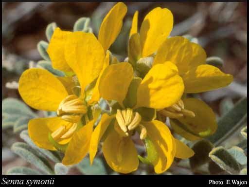 Photograph of Senna symonii (Randell) Randell