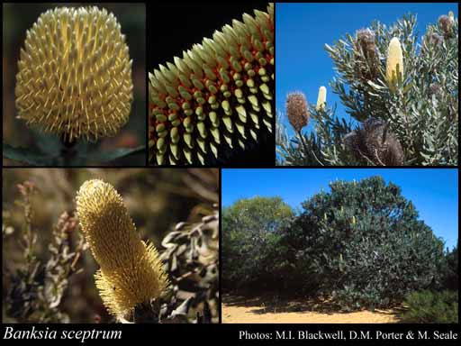 Photograph of Banksia sceptrum Meisn.
