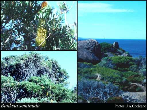 Photograph of Banksia seminuda (A.S.George) Rye