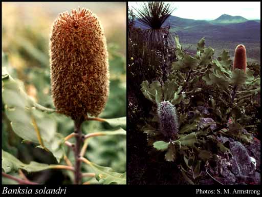 Photograph of Banksia solandri R.Br.