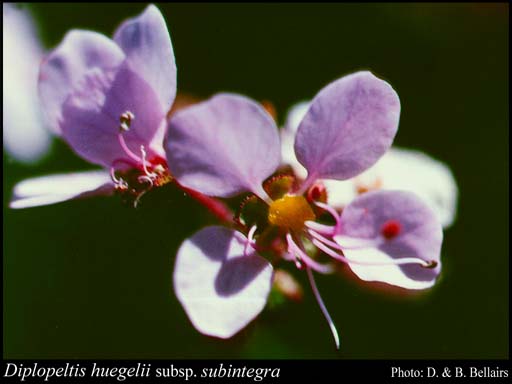 Photograph of Diplopeltis huegelii subsp. subintegra (A.S.George) Keighery