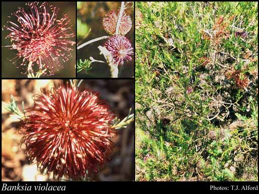 Photograph of Banksia violacea C.A.Gardner