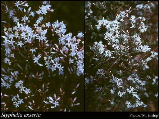 Photograph of Styphelia exserta (F.Muell.) Sleumer