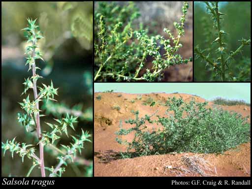 Taxon Profile of Salsola tragus L. | Florabase