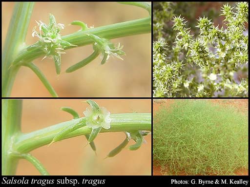 Taxon Profile of Salsola tragus L. subsp. tragus | Florabase