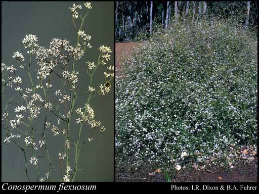 Photograph of Conospermum flexuosum R.Br.