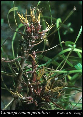Photograph of Conospermum petiolare R.Br.