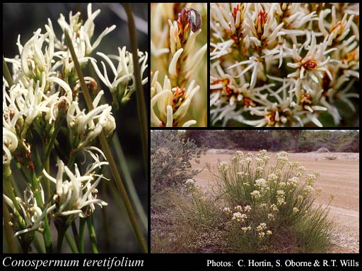 Photograph of Conospermum teretifolium R.Br.