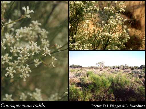 Photograph of Conospermum toddii F.Muell.