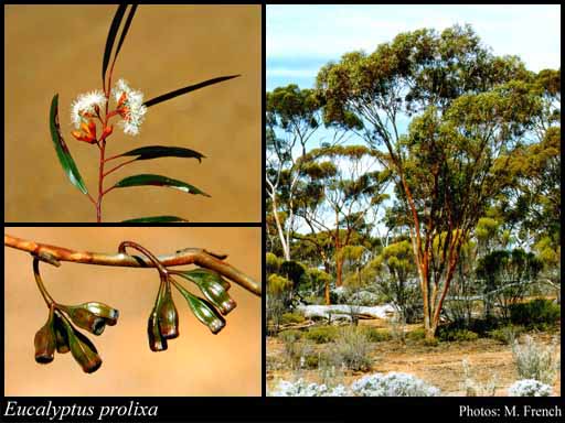 Photograph of Eucalyptus prolixa D.Nicolle