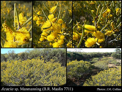 Photograph of Acacia sp. Manmanning (B.R. Maslin 7711)