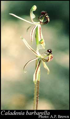 Photograph of Caladenia barbarella Hopper & A.P.Br.