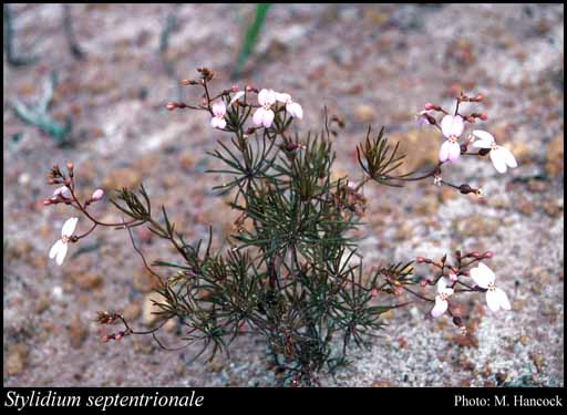 Photograph of Stylidium septentrionale (Milbr.) Lowrie, A.H.Burb. & Kenneally
