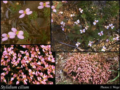 Photograph of Stylidium cilium Lowrie, A.H.Burb. & Kenneally