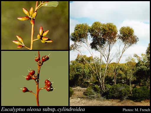 Photograph of Eucalyptus oleosa subsp. cylindroidea L.A.S.Johnson & K.D.Hill