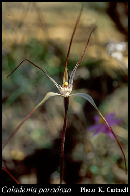 Photograph of Caladenia paradoxa Hopper & A.P.Br.