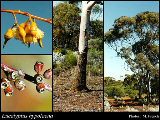 Photograph of Eucalyptus hypolaena L.A.S.Johnson & K.D.Hill