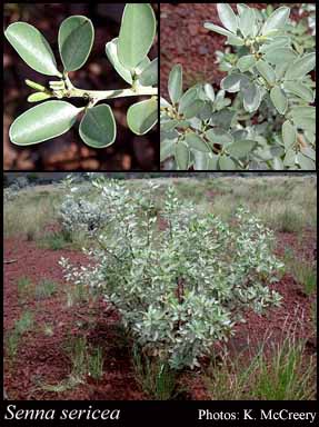 Photograph of Senna sericea (Symon) Albr. & Symon