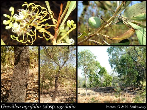 Photograph of Grevillea agrifolia R.Br. subsp. agrifolia