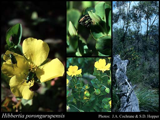Photograph of Hibbertia porongurupensis J.R.Wheeler & Hoogland
