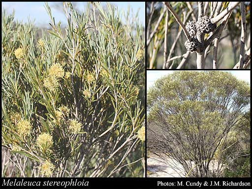 Photograph of Melaleuca stereophloia Craven