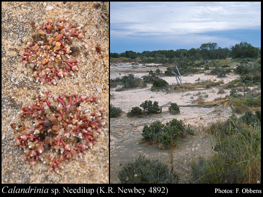 Photograph of Calandrinia sp. Needilup (K.R. Newbey 4892)