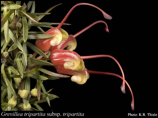 Photograph of Grevillea tripartita Meisn. subsp. tripartita