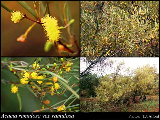 Photograph of Acacia ramulosa W.Fitzg. var. ramulosa