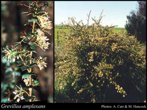 Photograph of Grevillea amplexans Benth. Image