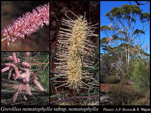 Photograph of Grevillea nematophylla F.Muell. subsp. nematophylla