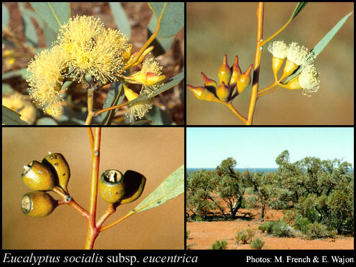 Photograph of Eucalyptus socialis subsp. eucentrica (L.A.S.Johnson & K.D.Hill) D.Nicolle