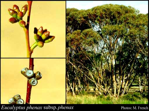 Photograph of Eucalyptus phenax Brooker & Slee subsp. phenax