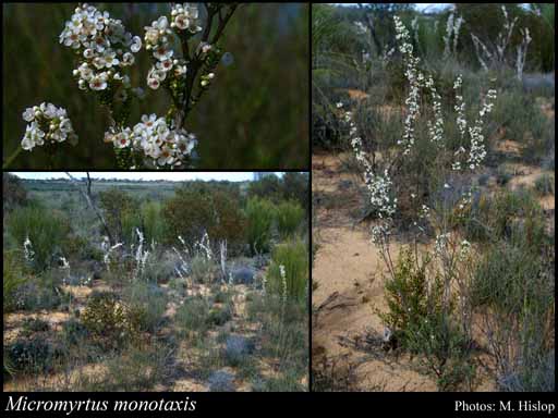 Photograph of Micromyrtus monotaxis Rye